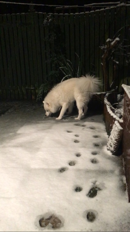 cloudthesamoyed:  cloud being confused at snow. and eating it  