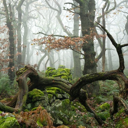 wanderthewood:Padley Gorge, Derbyshire, England by vuzephotography.co.uk