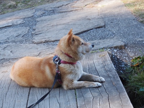 shibainu-komugi:今日の柴犬の小麦さん #shiba #dog #komugi #柴犬 #shibainu