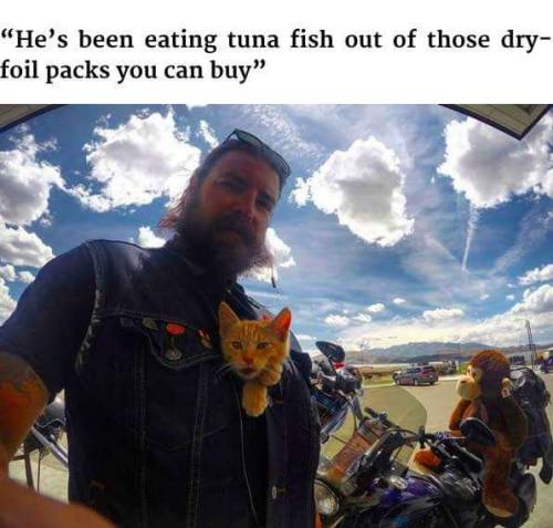 petermorwood:  daemonysh:  This is too much adorableness <3<3<3  I’ll reblog this every time I see it, because there’s something about burly beardy bikers giving help and companionship to a small hurt kitten that makes the world a little