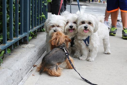 humansofnewyork:
“ Dating Game
”