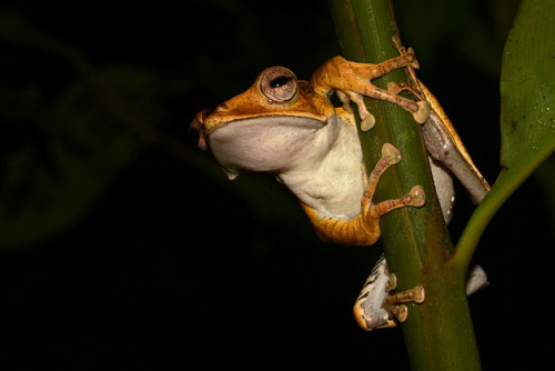 frogs-are-awesome:  amphibian-time:  Eared Frog by antonsrkn on Flickr.  Polypedates otilophus