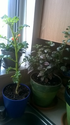 I&rsquo;d like to think Mark Watney would be proud of my potato plant. It&rsquo;s now taller than the polka dot plant on the right. Got rid of the aphids too, and I think it&rsquo;s glad 😊 🍠