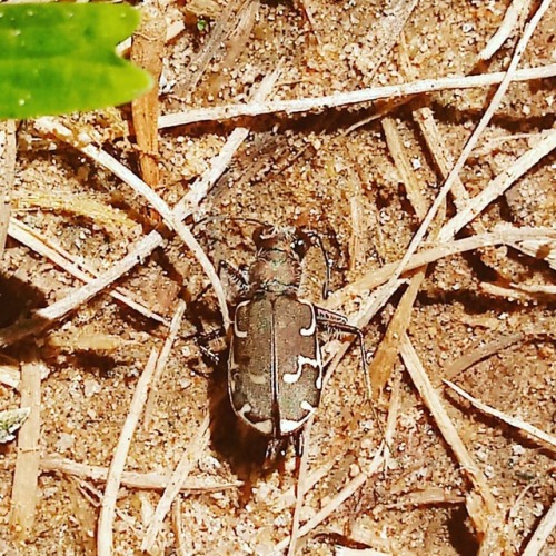 Bronzed Tiger Beetle. Preys on insects along edges of ponds, streams, and rivers or on coastal beach