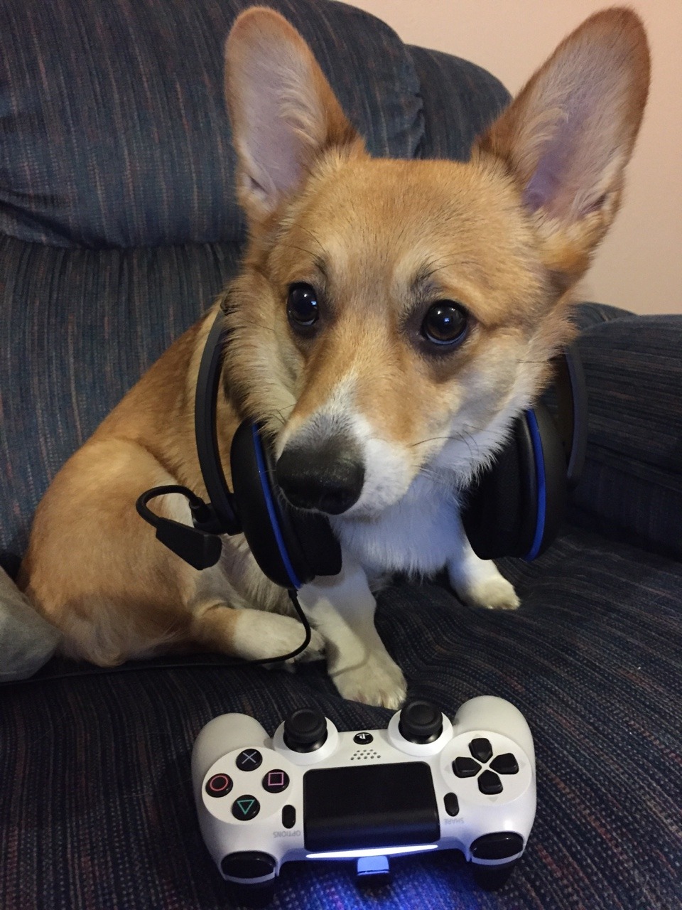 handsome dogs for you in these trying times