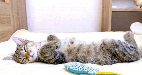 arvo:neko-gifs:/ᐠ｡‸｡ᐟ\ [ID: three gifs of a small cat being tucked into bed. In the first gif, someo