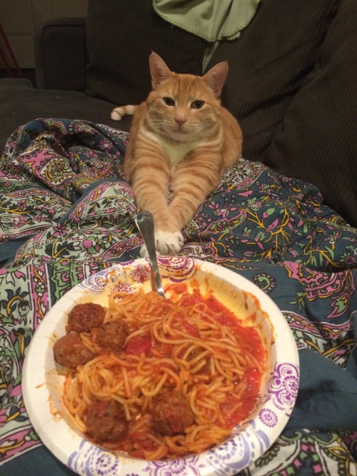 fuckyeahfelines: My handsome dinner date Steve (submitted by letsimagine)