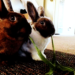vine-gif-blog:► #bunny #ladyandthetramp