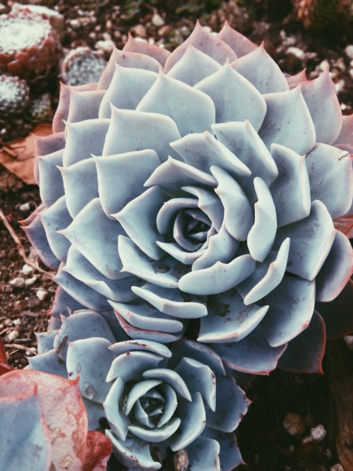 overthehillswherethespiritsfly:  Saw this pretty thing yesterday 