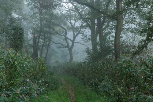 another path through misty realms by Maik Nern 