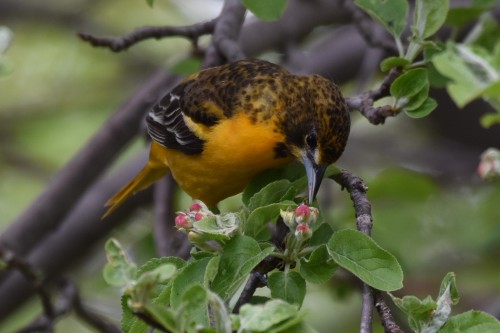 Baltimore Oriole inspecting blossoms along the shore. Not quite ready yet. This is a female bird