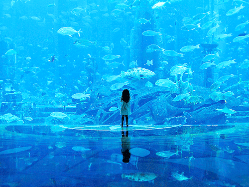 Child immersed in the watery world of a Dubai aquarium by Jim Grover