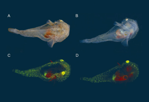 Prominent Biofluorescence Discovered in Arctic Fishwww.sci-news.com/biology/arctic-fish-biofl