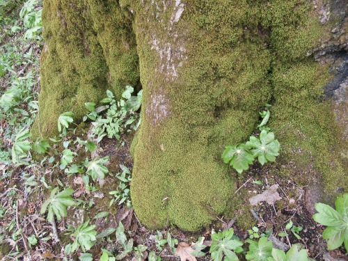 The big red oak at Black Rock woods: grandmother tree. And her cohorts.