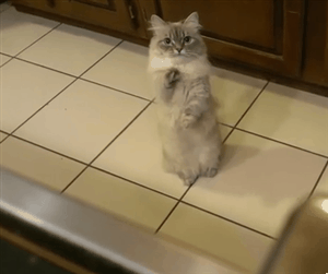 sara-meow:  Munchkin cat begging for food. :) 