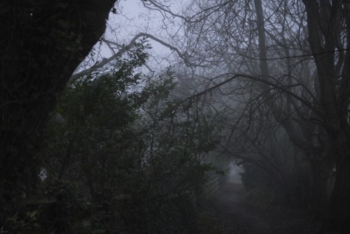 buron:  Landslip Mist Whilst Wrens Guard Nest (xxvii) ©sydburon - December ‘16