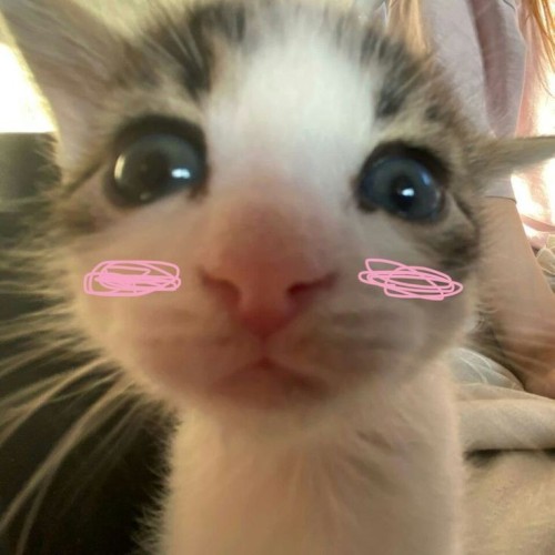 Moots As Images??