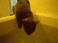 Cat gif spam post