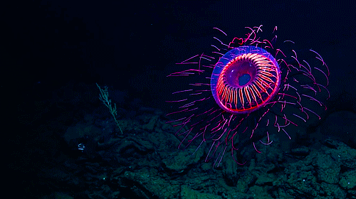 starwarsolo:beautiful deep sea jellyfish for all my pan people out there