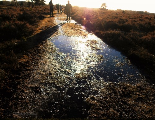 Xmas WalkLinford, New Forest2017- Ray