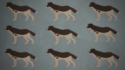 150 years ago today, Charles Darwin published a puzzle - why do some dogs have droopy ears when the 