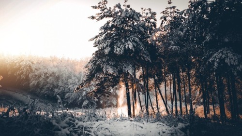 sabekr:Forest Pictures with my Presets -> https://sellfy.com/sabekr