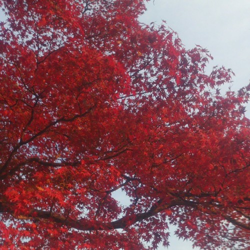 紅葉 Orange , Yellowも良いけど、 個人的にはRed！ 凄く情熱的で生命を感じる。 ホントはもっと鮮やかで燃えるような色なんだけど、 この画像だと伝わらないのが凄く残念。 #関西 #京都