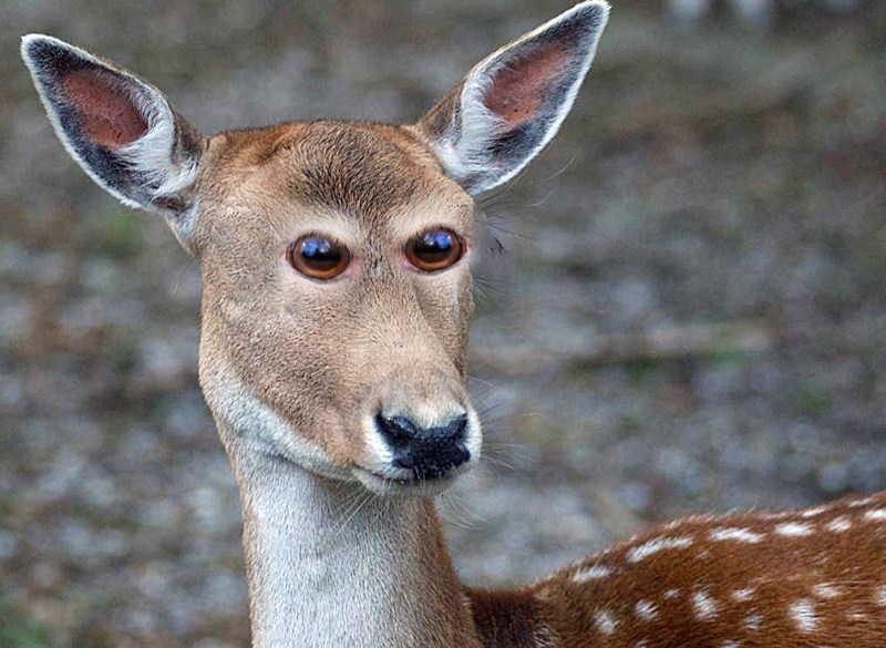 tastefullyoffensive:  Animals with front-facing eyes are the stuff of nightmares.