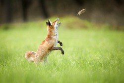 superbnature:  Fox playing with mouse by alesgola http://ift.tt/1rtEx2r 