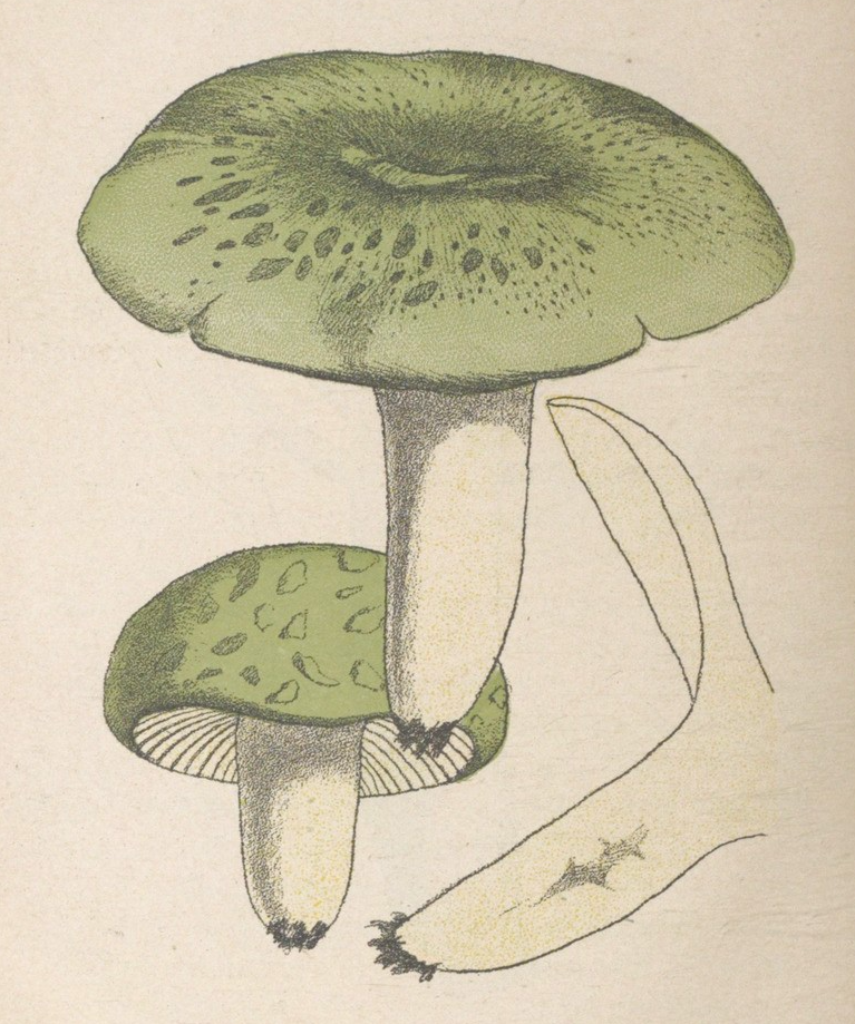 Russula virescens. Edible. Petit atlas de poche des champignons comestibles et vénéneux les plus répandus. 1895.
Internet Archive