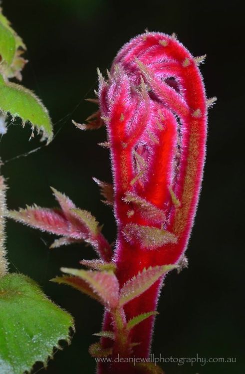 oceaniatropics: Colourful shoots on a Davidson’s Plum in the Daintree rainforest, Queensland, Austr