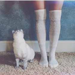 thechicvampyre:  Keeping cozy with FP Me user fpkit-cat http://ift.tt/1xO786p 