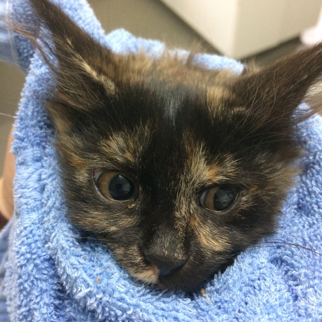 Should cats be culled to stop extinctions?