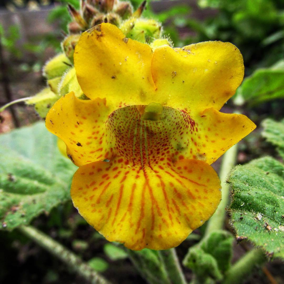 Yellow Unicorn Plant is not thrilled to grow in our wet climate and she dreams of the Southwest deserts, where people have been working with her and using the dried claws of her plant family for countless generations as the black thread in basket...