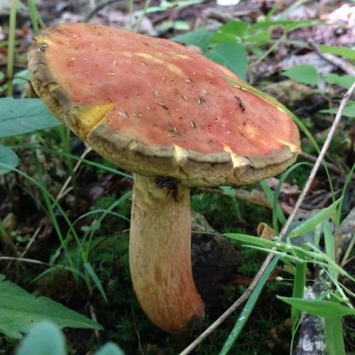 I like the rains because&hellip; . . . #blacksmithing #mycology  #boletus  #russula #mushroomsof