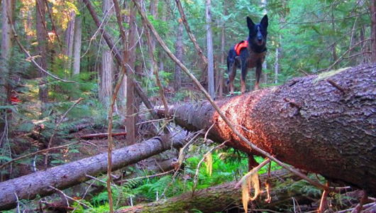 Rescue dogs sniff out endangered species
By training shelter dogs to find the scat of threatened species, Conservation Canines is saving the lives of both dogs and wildlife.
