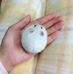 awwww-cute:  Perfect Snowball (Source: http://ift.tt/2ofmAVz)