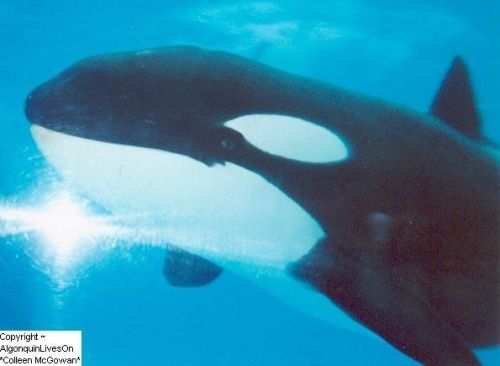 Gender: MalePod: N/A (Mother was Kiska)Place of Capture: Captive bornDate of Capture: Born September