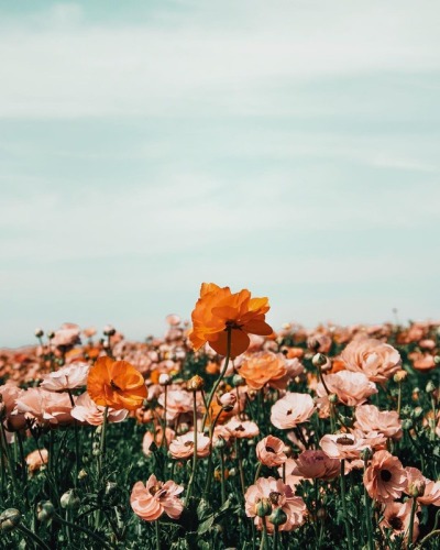 floralls • Flower Field by Arielle Vey