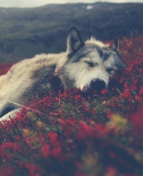 niaqarumidze:  🌹wolf🌹 на We Heart It.