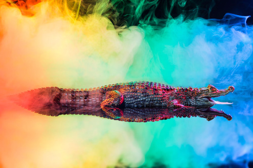moon83:  Animal Lectures #01 Caiman crocodilus by Andrew McGibbon WWW // Behance // Tumblr 