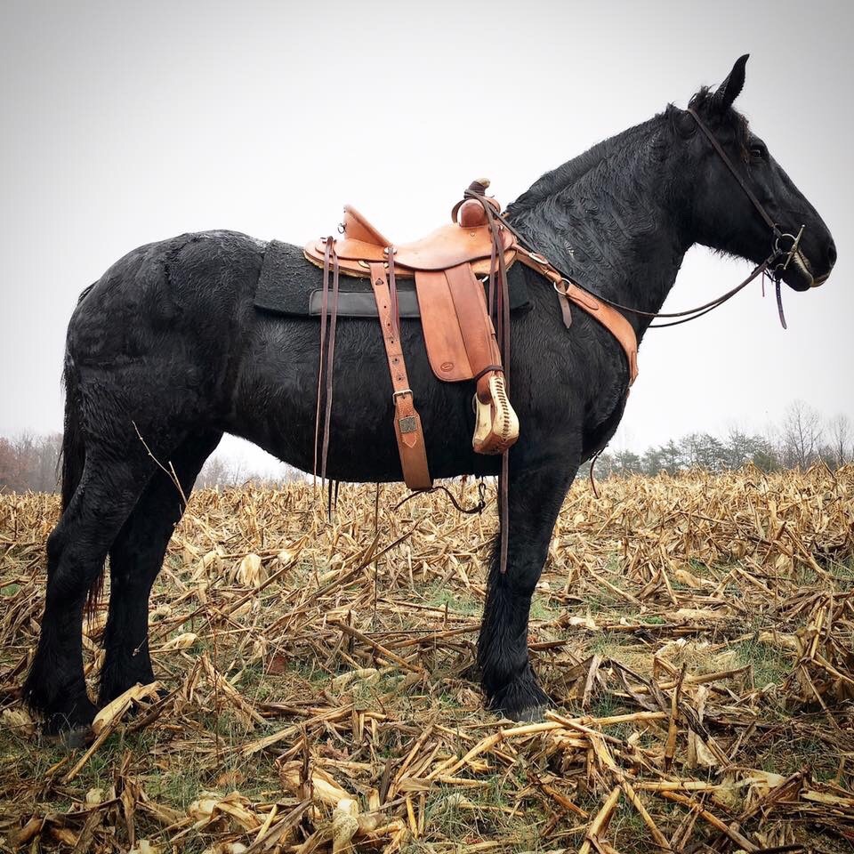 draftmare:  Percheron draft mare team