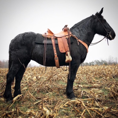 draftmare:  Percheron draft mare team