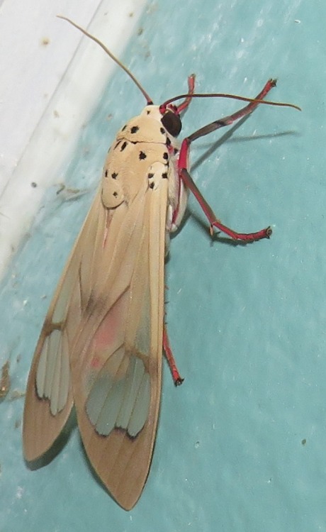 onenicebugperday:Tiger moth,Amerila vitrea, AfricaPhotos bymagdastlucia