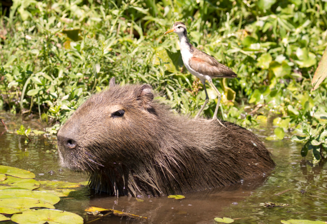 http://animalssittingoncapybaras.tumblr.com/