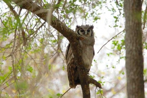 njwight:  The gorgeous Verreaux’s eagle #owl. One of my all time favourite birds. Pink eyelids-how fashionable is that!?
