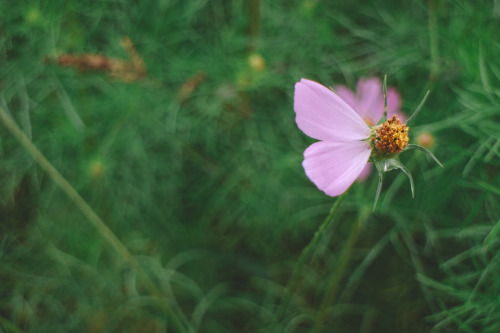 common cosmos