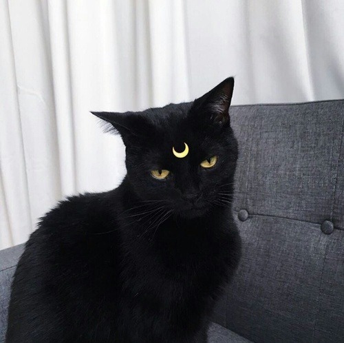 Black Cat Appreciation Post