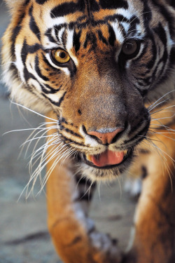 10bullets:  Indah - Sumatran Tiger (by Harimau Kayu (AKA Sumatra-Tiger))