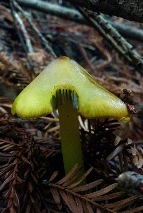 Parrot Toadstool, Gliophorus psittacinus.-Spores&amp;More 